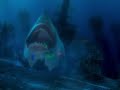 Finding Nemo 2003 DVD Disc 2 Plunge Into The Filmmakers World THX Tex 1 Part 10