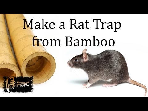 How to make a bamboo Rat Trap - Tilong Rat Trap Video