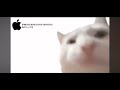 cat meow iphone ringtone 1 hour