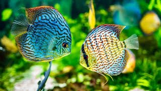  deep healing music music for meditation music piano healing music to relax music for meditation