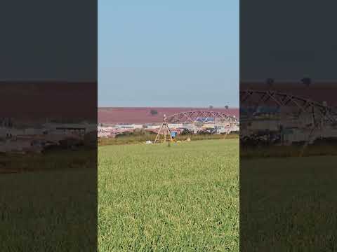 Santa Juliana MG #agro #brasil #onion #agriculture