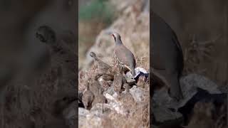 Download lagu #avcılık #avcilar #keklik #partridges #partridgevoice #hunting #hunter mp3