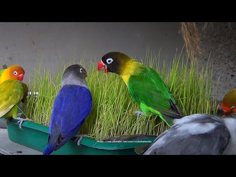 Lovebirds and Paddy Grass 2: Lovebird Fischer's and Personata