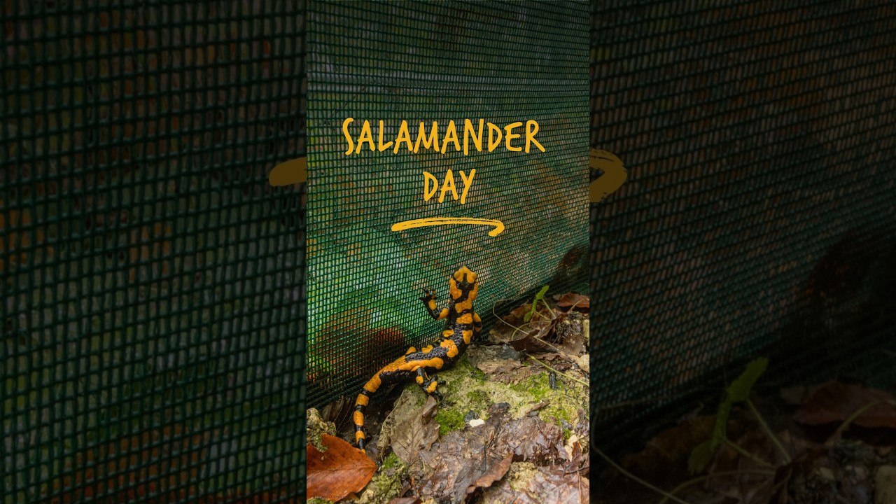 Salamander day 2026