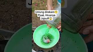 Download lagu Luckily it was recorded🧐PjuaL Must Be JujuuR😱 #fypviral #fypyoutube mp3