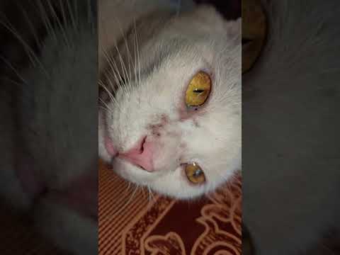 A cute white cat with yellow eyes🐱 | Born For Animals | #Shorts