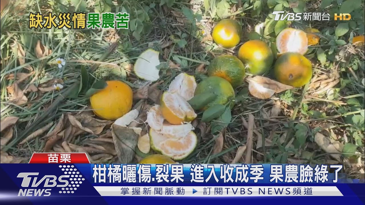 柑橘曬傷、裂果進入收成季 果農臉綠了