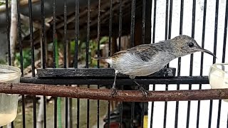 Download lagu Suara Kolibri Ninja Betina - Ampuh Atasi KONIN Yang Bisu & Macet Bunyi Langsung NYAUT Gacor NGOBRA mp3