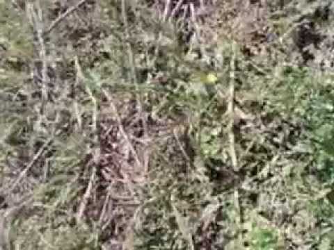 Io,Ferri e Lotasi a Catechismo di Corvino S.Quirico