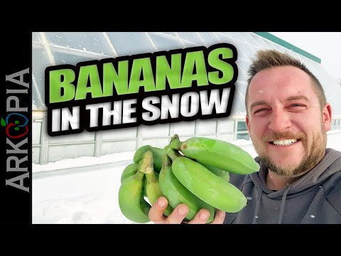 🍌Growing Bananas in -30C in Canada in a Passive Solar Greenhouse.