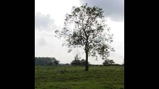 Second Thought – Purlieu (2004, ambient, dark ambient, experimental, illbient)