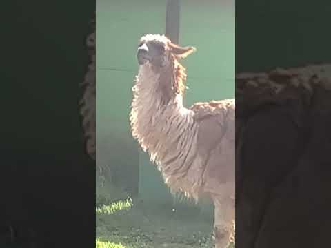 FAZENDINHA LAGOA DOURADA MG