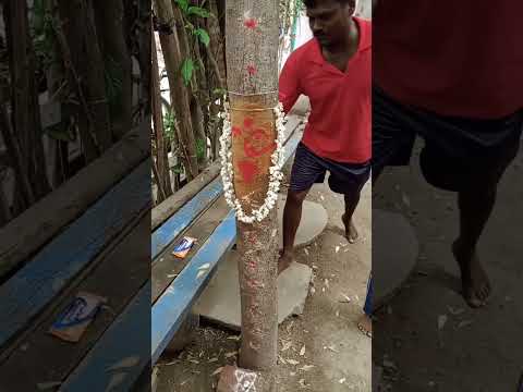 mariamma mariamma...