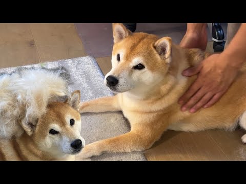 Pulling Out Loose Fur and Brushing a Shiba (Satisfying)