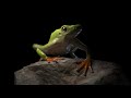Tree Frog Animation