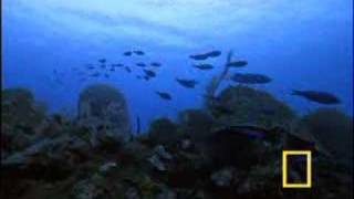 "No Aloha"  The Breeders