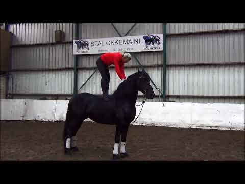 Stal Okkema's Sjimmie Thorben x Erik