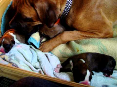 Morena Baña cachorros