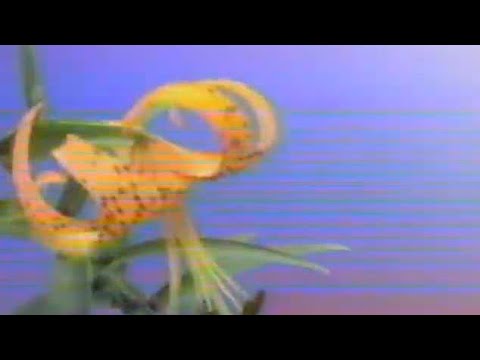 cat soup & drew the architect - death's veil  (video)