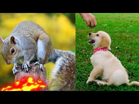 Cute Baby Animals Eating Food ASMR