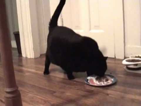 The Cheba - All of His Magnificent Gloriousness!