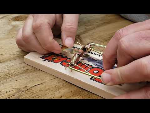 image-How long should I leave a rat trap out?
