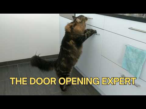 Roy's Tutorial for How to Open Doors and Drawers | Norwegian Forest Cats