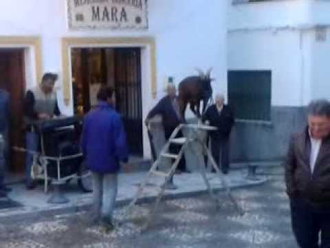 La cabra equilibrista en Aroche