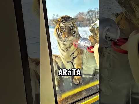 El voia să îi de-a o bucată de carne la tigru