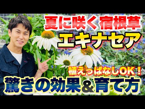 美しい青い花をより効果的に活用するには、セアノサスをいつ、どのように植えればよいでしょうか?  庭園