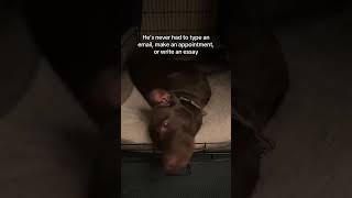 Must be nice  #dog #funnyvideo