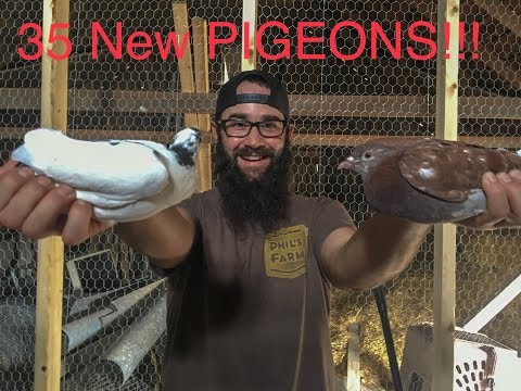 Netting PIGEONS in the LOFT!!! (Trading Feral for Fancy)