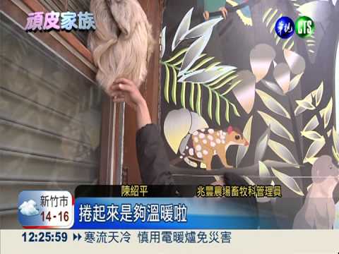 "凍"未條! 樹懶烤保溫燈暖呼呼