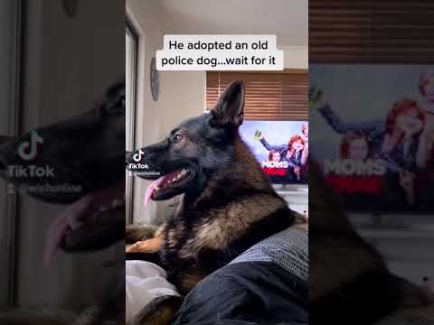 Ex police Dog reaction