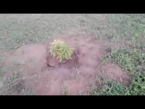 Restore Mombo Nature Forest: Plant 60,000 Trees