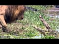 Lions Roars Crocodile Hides YouTube Mp4