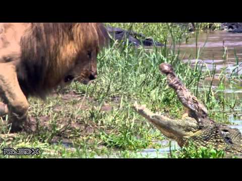 Une Sélection De Vidéos Les Plus Incroyables De Lions