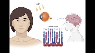 Newswise:Video Embedded nih-scientists-discover-essential-step-in-recharging-the-eye-s-light-sensing-retina