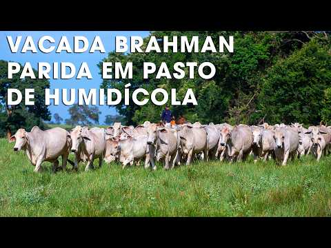 VACADA BRAHMAN PARIDA EM PASTO DE HUMIDÍCOLA