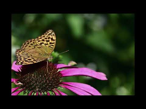 CLNGR, Halyn - Shut My Eyes (2010s Pop, Indie Pop)