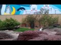 LΩVΞ SEAGULL DEFINITION 0d0i0a0n0e0L0a0 Cyberpedia