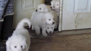 Video preview image #1 Great Pyrenees Puppy For Sale in WOODSBORO, MD, USA