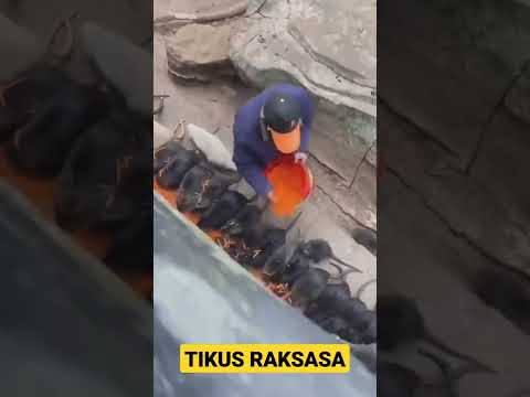 Memberi Makan Tikus Raksasa #shorts #tikus #animalvideos #funnyvideo