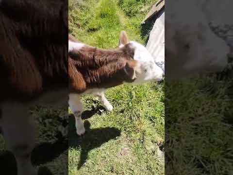 Becerros, Normando, Simental, Angus....