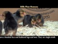 Video: Mille Fleur Bantam Baby Chicks