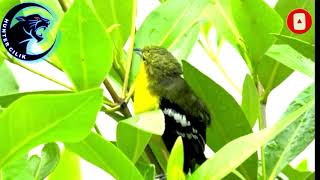 Download lagu SUARA PIKAT BURUNG SIRTU AMPUH mp3 mp3