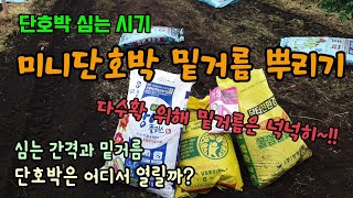 단호박심는시기 단호박밭 밑거름 뿌리기 심는간격과 밑거름 단호박은 어디서 열릴까? 수확기간이 길고 다수확 품종…