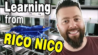Caridina Shrimp Breeder Rico Nico - 195 TANKS with RARE SHRIMP