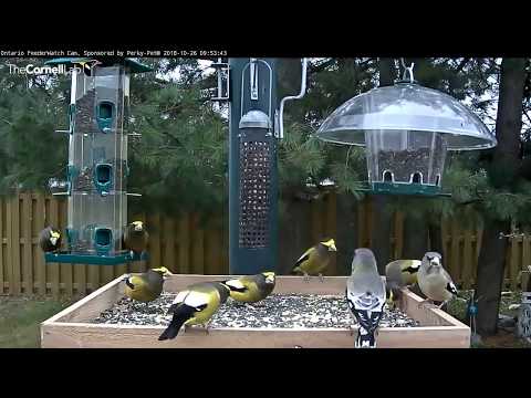 Evening Grosbeaks Swarm the Platform, October 26, 2018 | Ontario FeederWatch Cam
