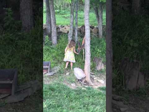 Ava feeds a deer